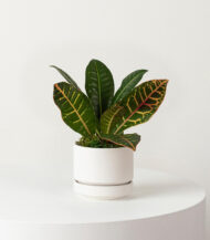 Croton Plant - Image 3