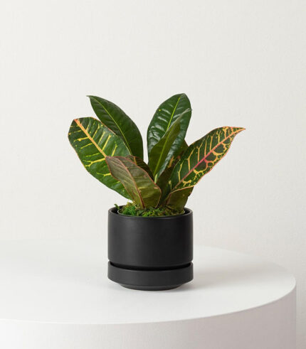 Croton Plant