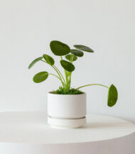 Pilea Peperomioides - Image 4