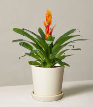 Bromeliad Guzmania with Cylindrical Planter - Image 3