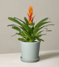 Bromeliad Guzmania with Cylindrical Planter - Image 2