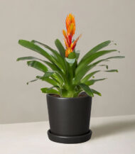 Bromeliad Guzmania with Cylindrical Planter