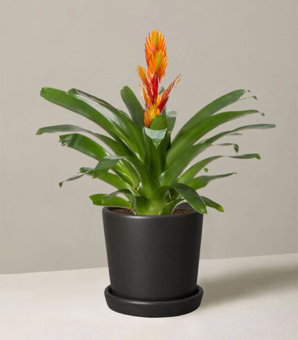 Bromeliad Guzmania with Cylindrical Planter