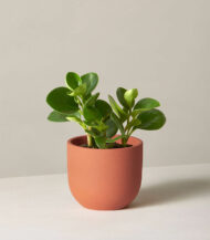 Jade Plant in Matte Terracotta Pot - Image 2