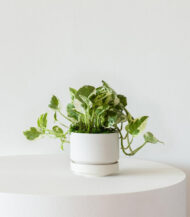 N’Joy Pothos in White Ceramic Pot - Image 2