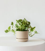N’Joy Pothos in White Ceramic Pot - Image 3