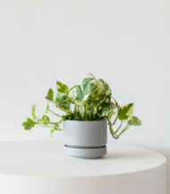 N’Joy Pothos in White Ceramic Pot