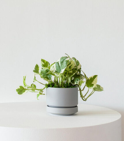 N’Joy Pothos in White Ceramic Pot