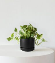 N’Joy Pothos in White Ceramic Pot - Image 4