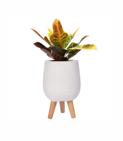 Ceramic Pot with Wooden Stand